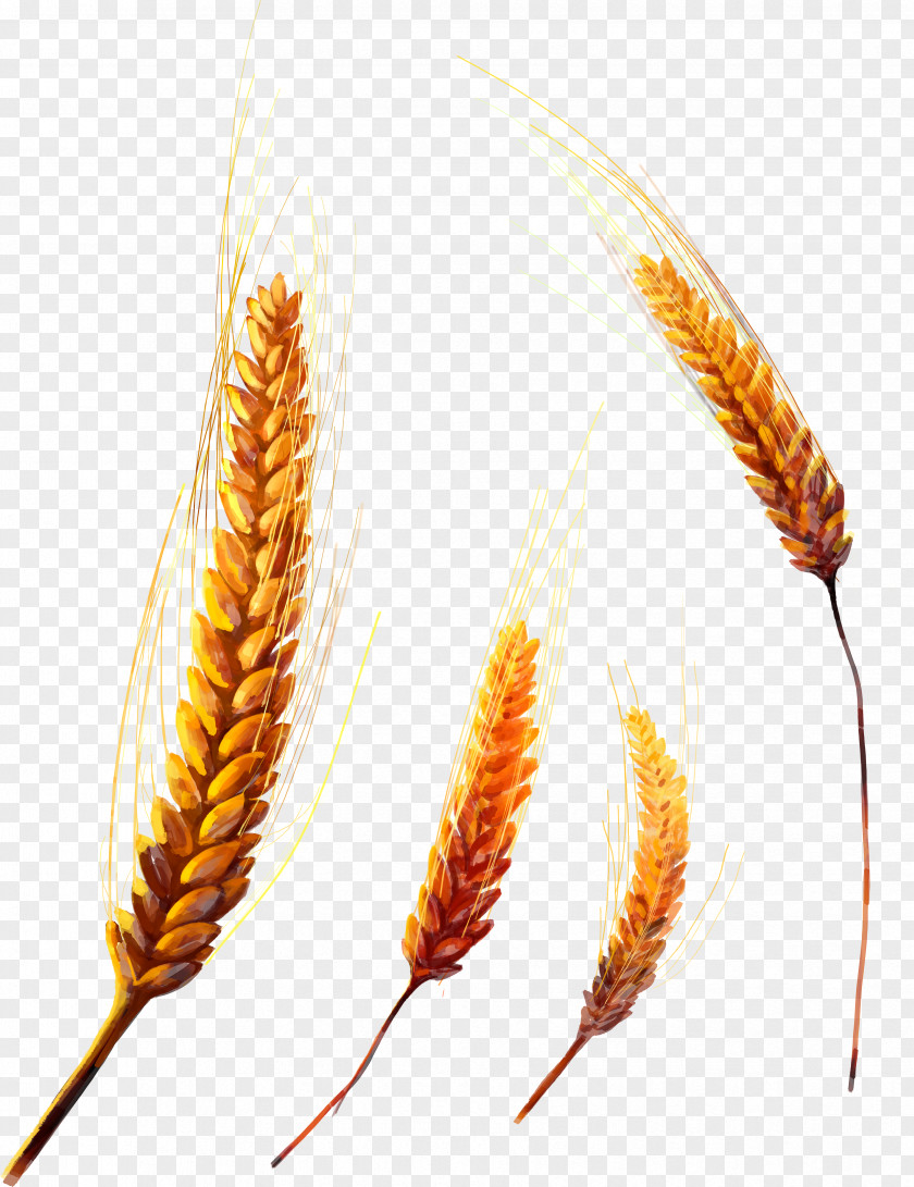 Wheat Grasses Grain Cereal Food PNG