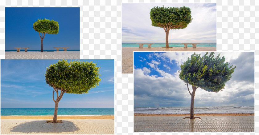 Altea Playa La Roda Cat Tree Photography PNG