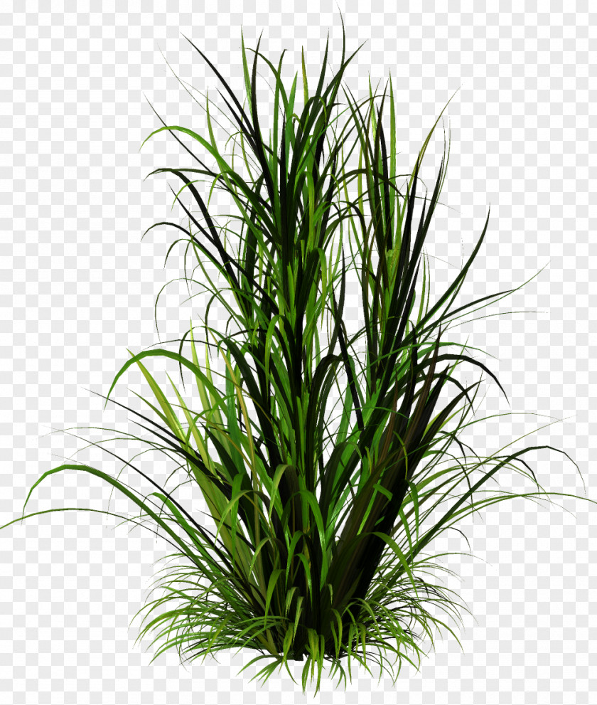 Bamboo Grass Herbaceous Plant Clip Art PNG