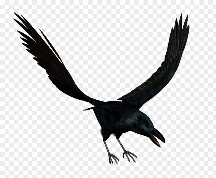 Bird Crows Download PNG