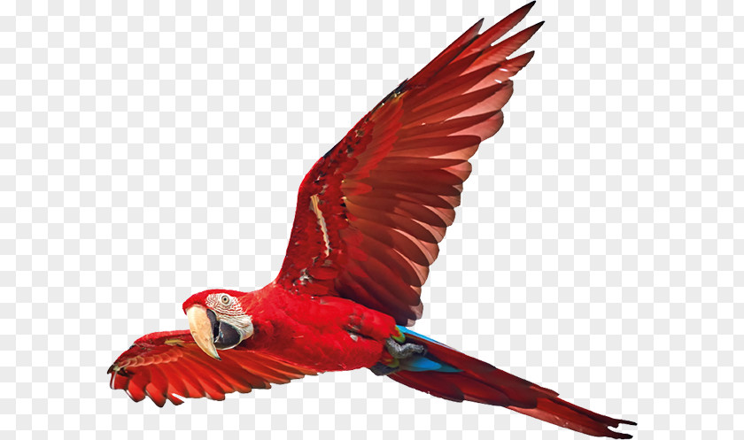 Bird Scarlet Macaw Feather True Parrot PNG