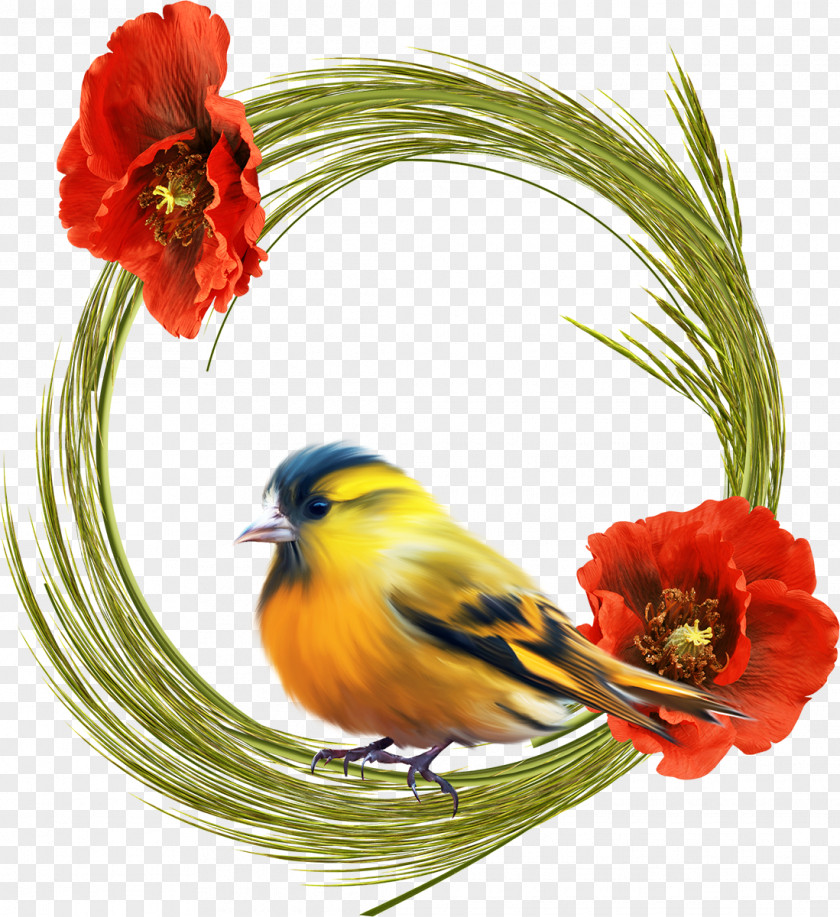 Birds Photography Banco De Imagens Clip Art PNG