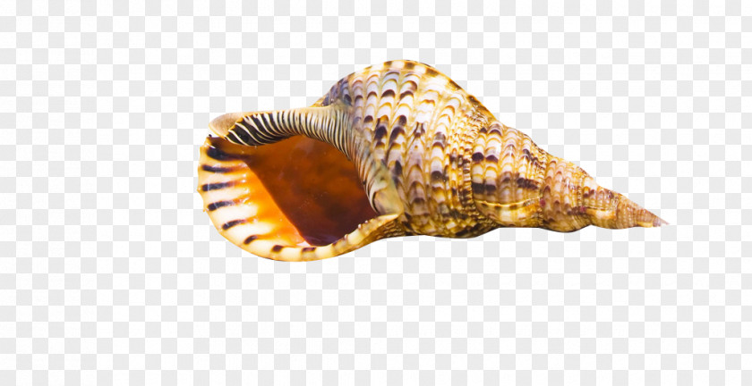 Striped Conch Seashell High-definition Television Beach WUXGA Wallpaper PNG