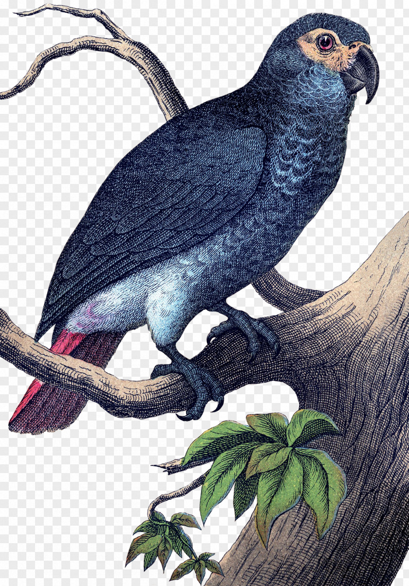 Tropical Birds Beak Parrot Bird Finch Woodpecker PNG