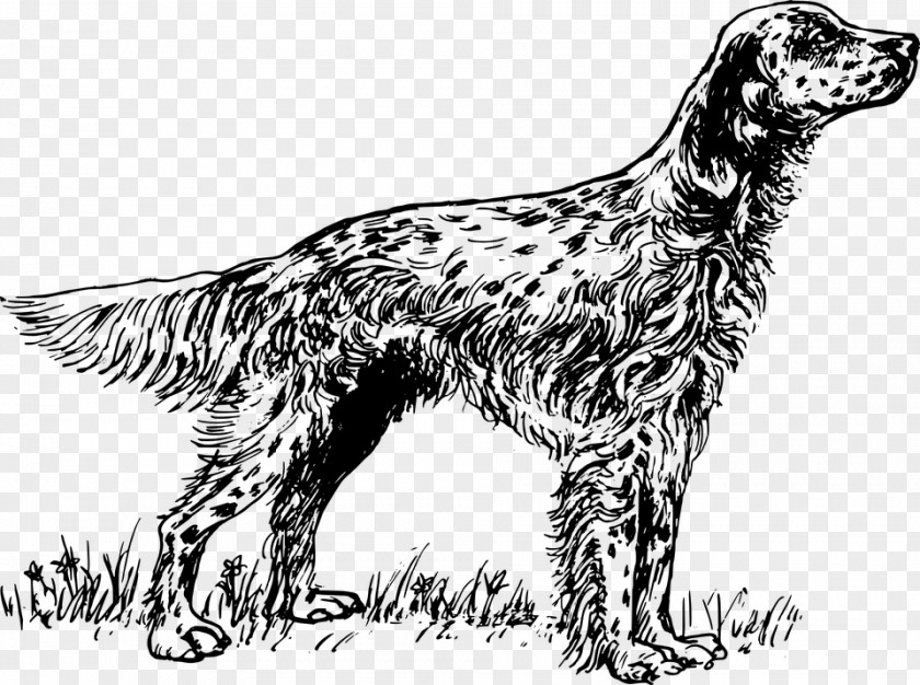 Yorkshire Rose Vector English Setter Irish Red And White Gordon PNG
