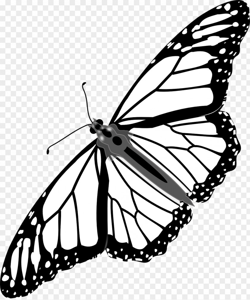 Butterfly Monarch Clip Art Drawing Line PNG