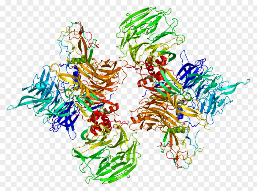 DDB1 DNA Damage-binding Protein Gene DDB2 PNG