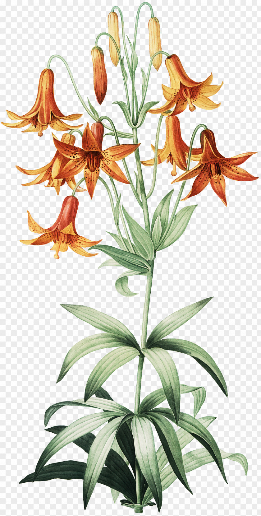 Fairy Lily Canada Martagon Turk's-cap Madonna Botanical Illustration PNG