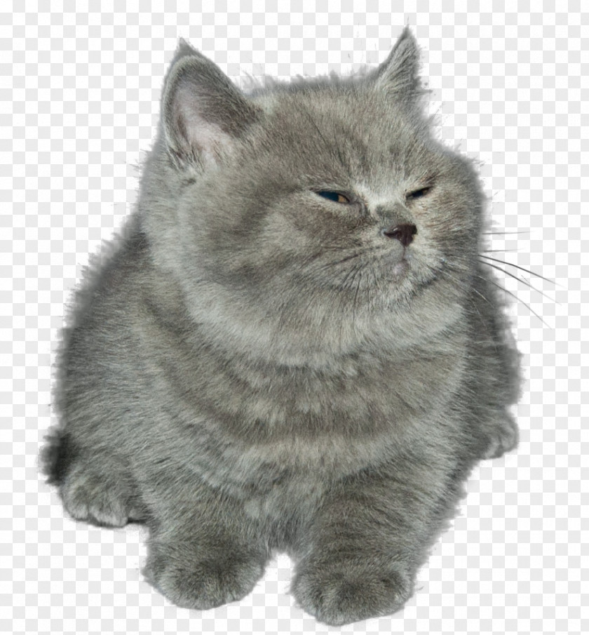 Kitten Birman Persian Cat Cats And The Internet Whiskers PNG