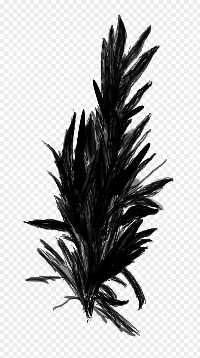 Palm Trees PNG