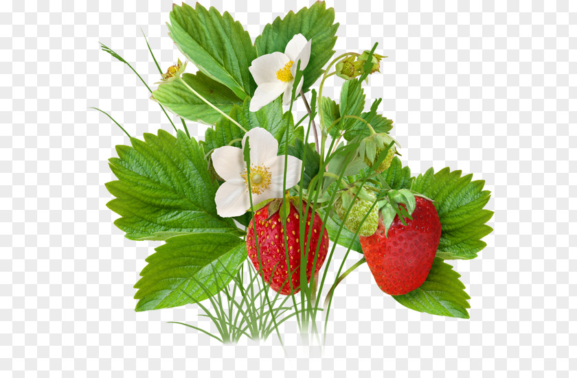 Strawberry Tree Fruit PNG