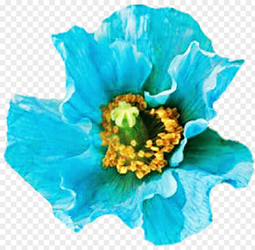 Taiwan Flower Cut Flowers Turquoise Blue Teal PNG