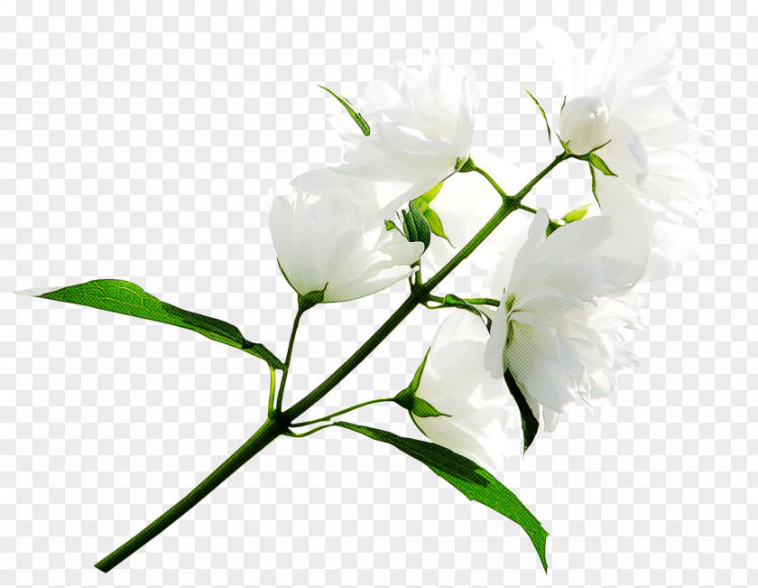 Twig Pedicel Flower Flowering Plant White Branch PNG