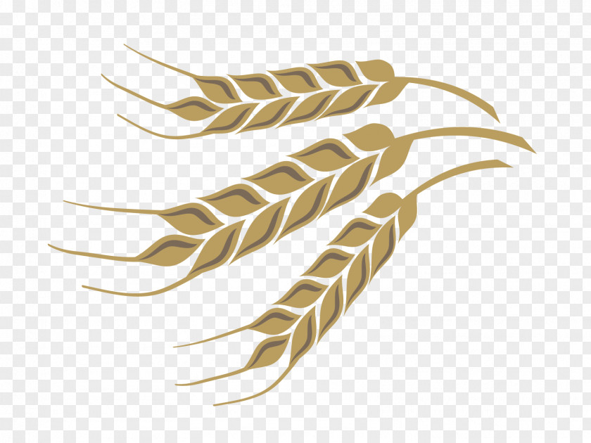 Wheat Color Design Vector Material Download PNG