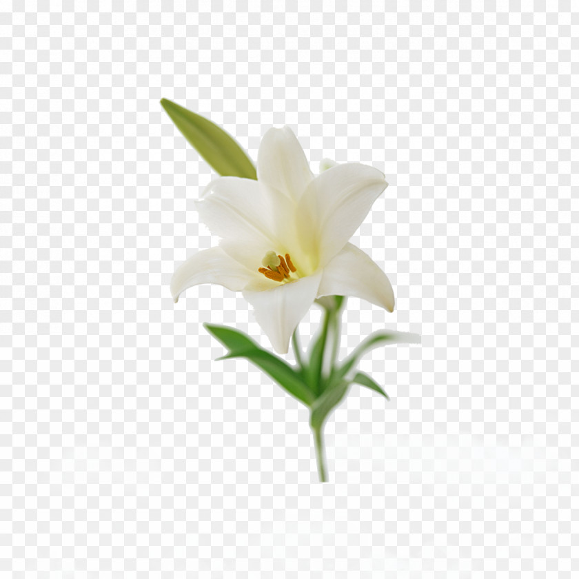 White Lily Lilium Candidum Flower Bouquet Easter ‘Casa Blanca’ PNG
