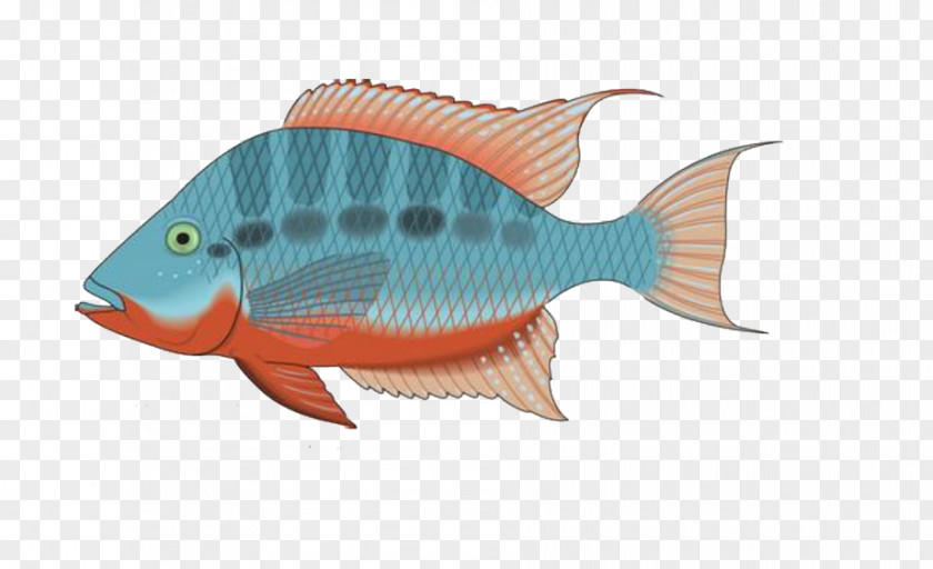 Beautiful Fish Creative Picture Tropical PNG