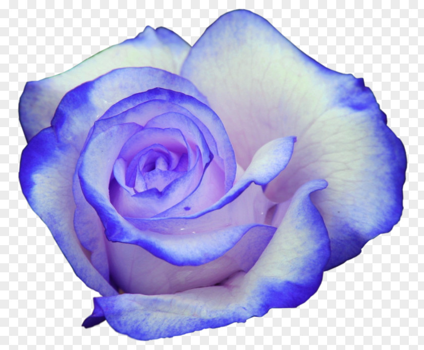 Rose Bouquet Desktop Wallpaper Drawing Ultra-high-definition Television PNG