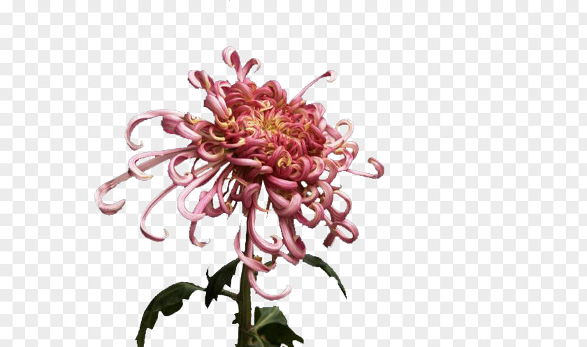 Chrysanthemum Flower Products In Kind Gratis PNG