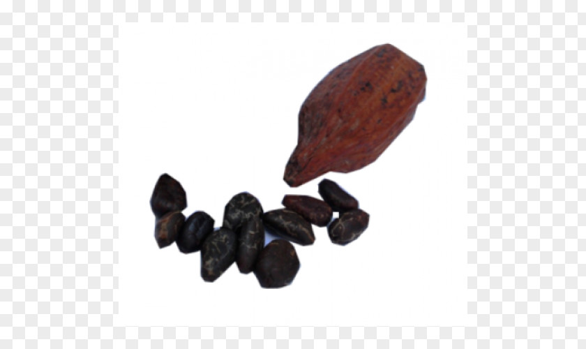 Coffee Bean Cocoa Theobroma Cacao Organic Food Flavor Bitterness PNG