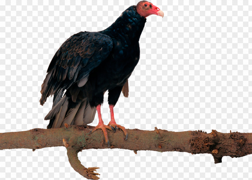 Eagle Bird Egyptian Vulture Hawk PNG