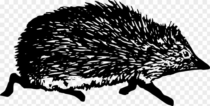 Hedgehog Domesticated Black And White Clip Art PNG