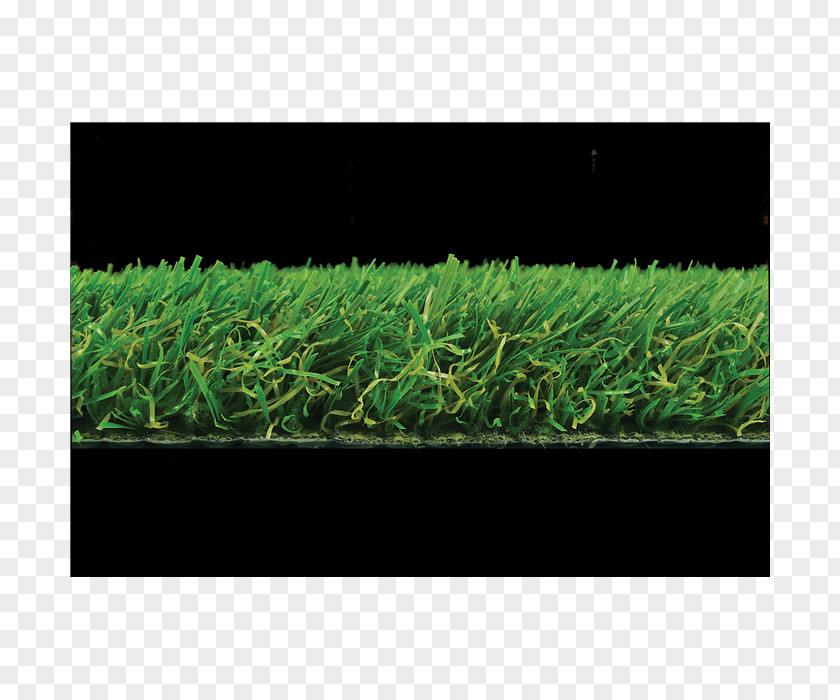 Lawn Grasses Rectangle Shrub PNG