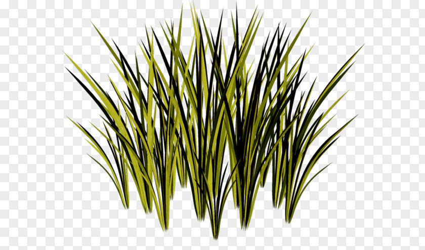 Plants Grasses Sweet Grass Herbaceous Plant Stem PNG