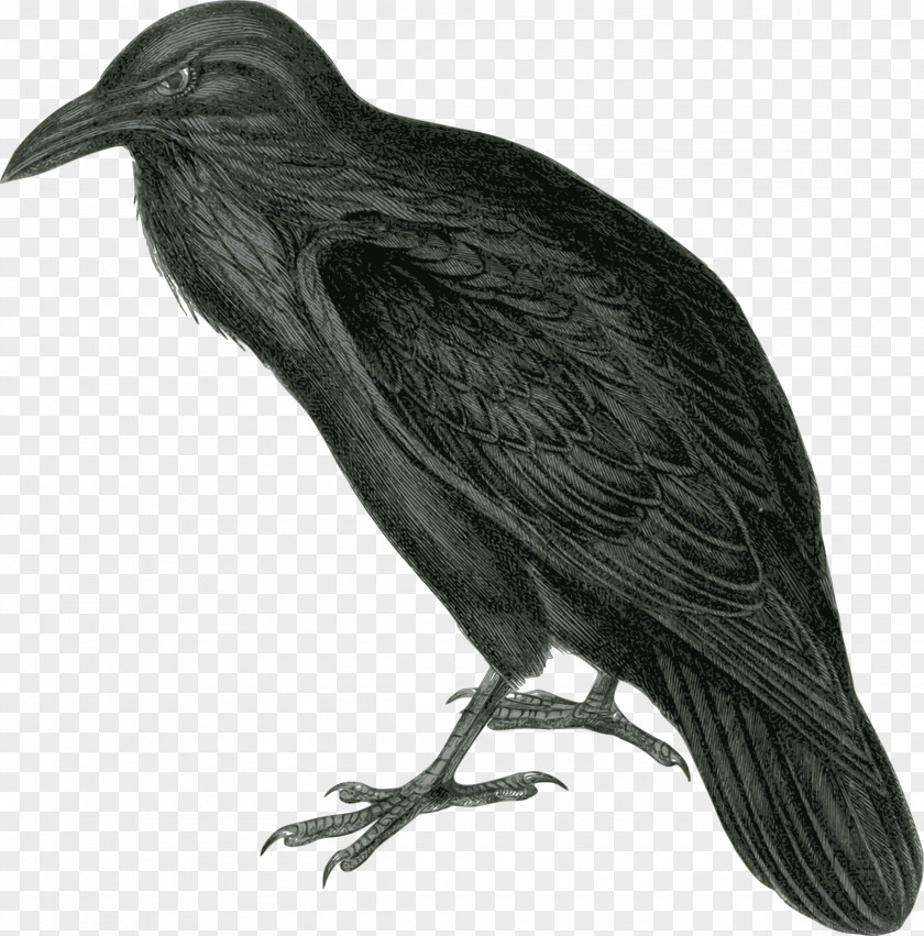 Raven The Common Clip Art PNG