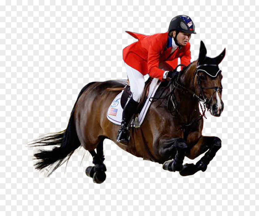 Rides Equestrian Horse Show Jumping English Riding Bridle PNG