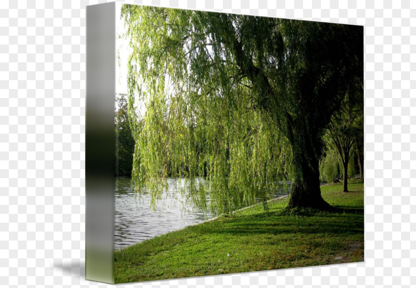Weeping Willow Bayou Swamp Gallery Wrap Canvas PNG