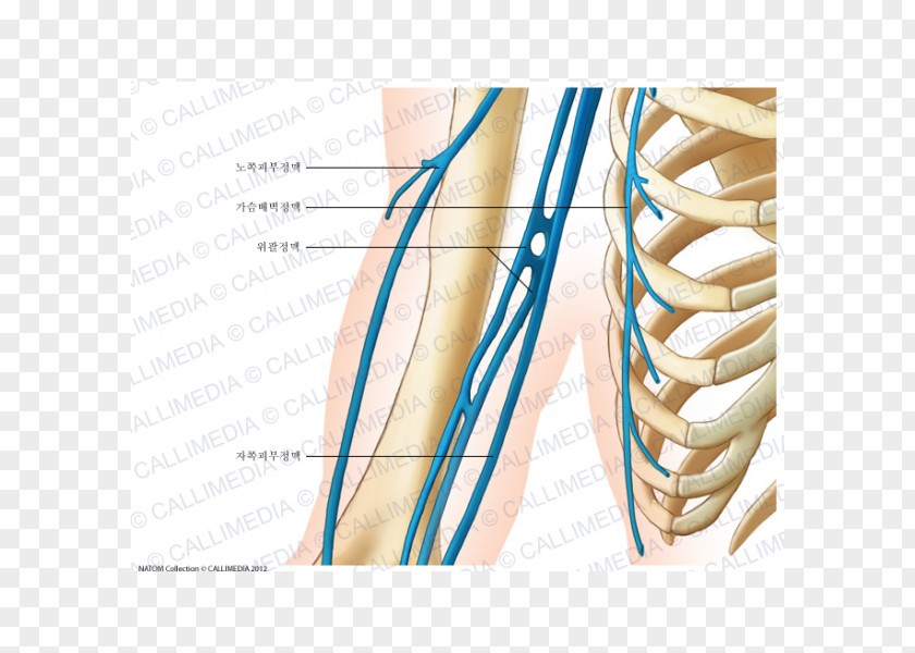 Arm Shoulder Axillary Vein Brachial Veins PNG