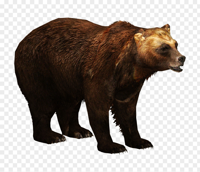 Bear Zoo Tycoon 2 Kamchatka Brown Ulquiorra Cifer Eurasian PNG