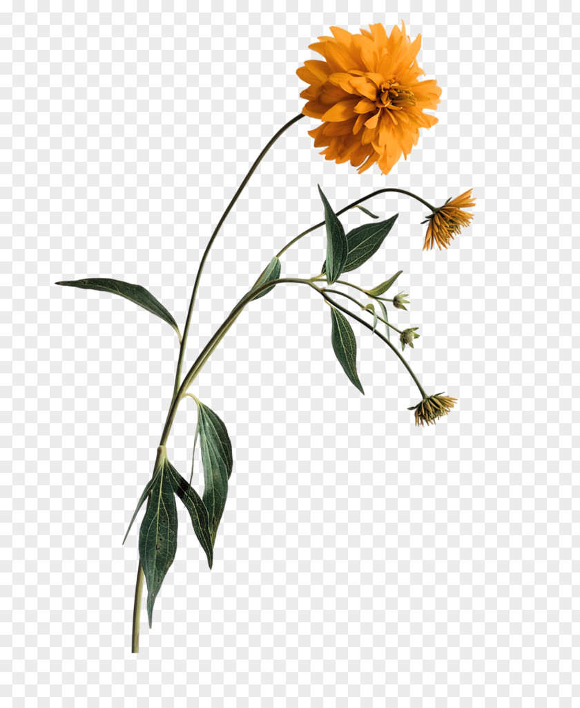 Chrysanthemum Flower PNG