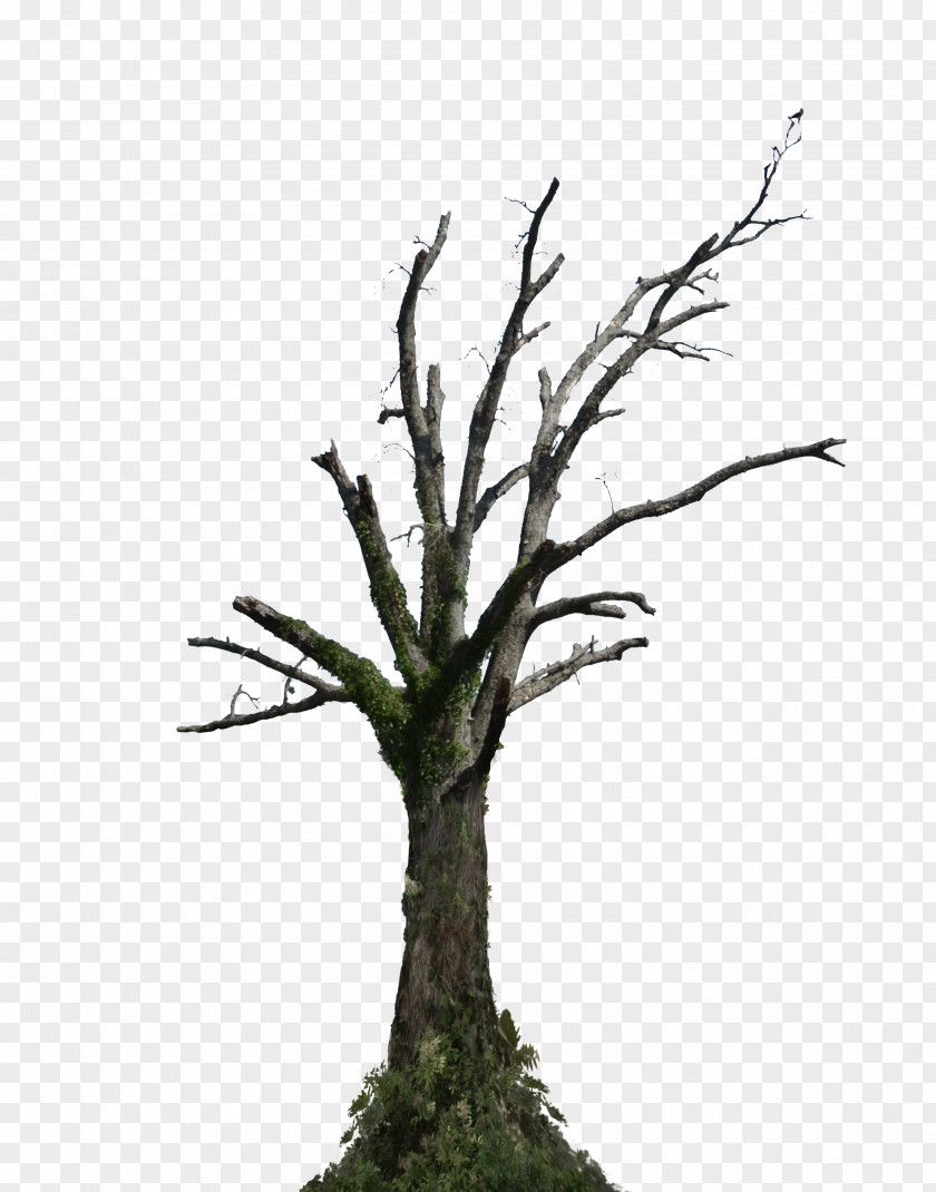 Dead Tree Root Branch Snag PNG