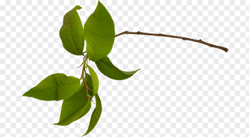 Leaf Green Tree Raster Graphics Clip Art PNG