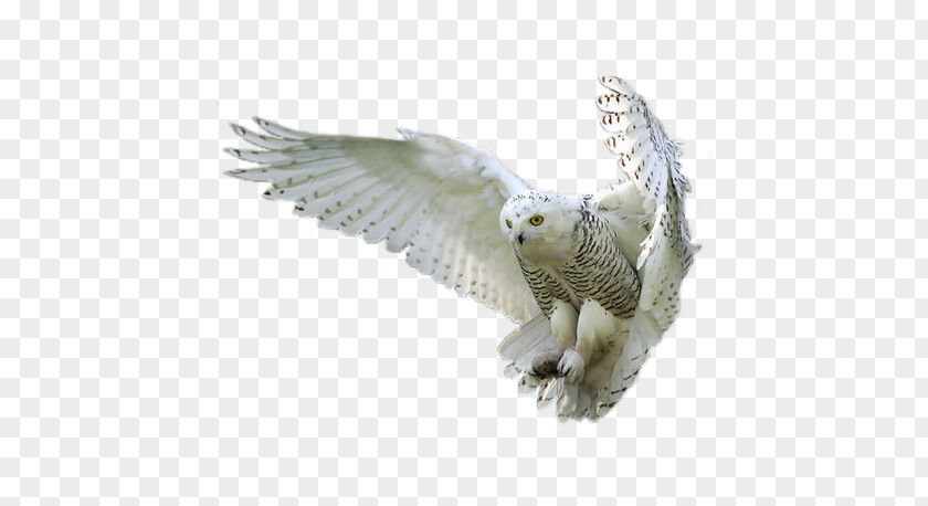 Owl Post Harry Potter Snowy Bird Tawny PNG