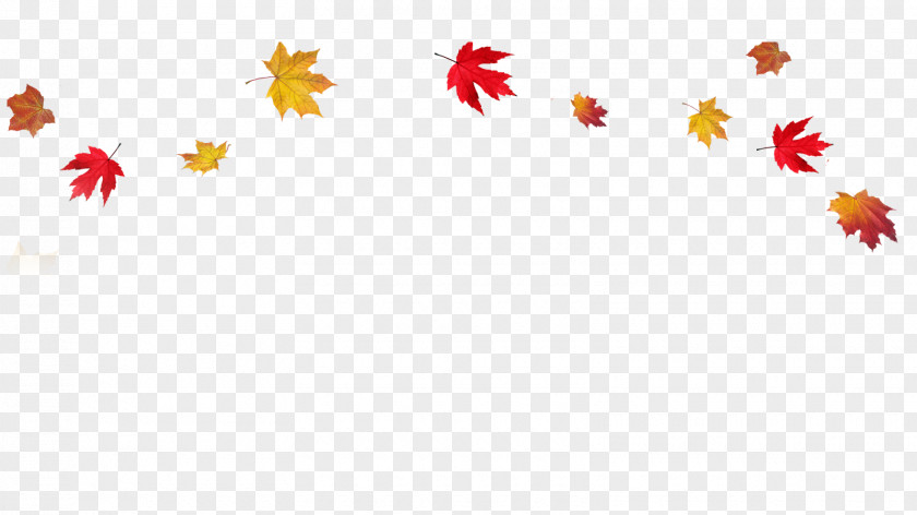 Transparent Fall Leaves Border Autumn Leaf Color Clip Art PNG