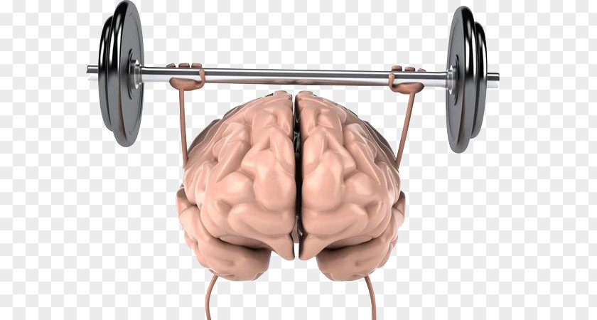 Brain Sport Weightlifting Physical Exercise Strength Cognitive Training Human Body PNG