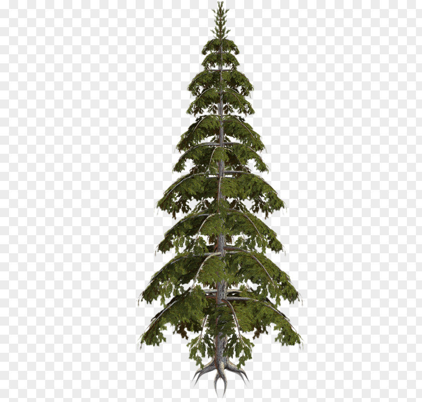 Christmas Tree Spruce Fir Ornament Pine PNG