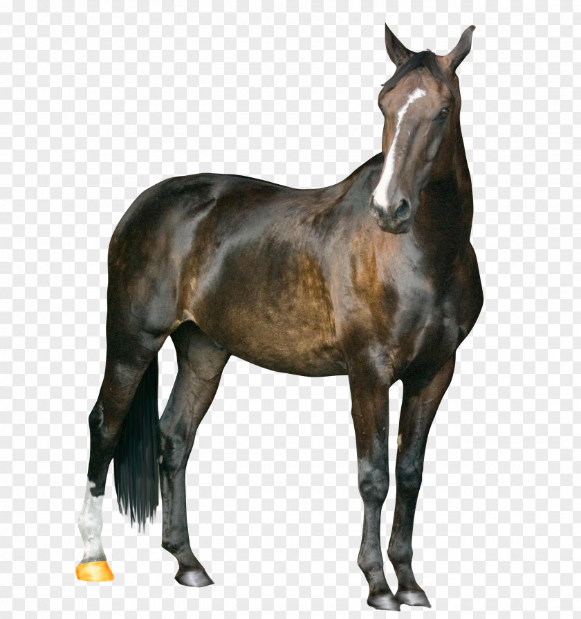 Horse Image Mustang Arabian American Paint Howrse PNG