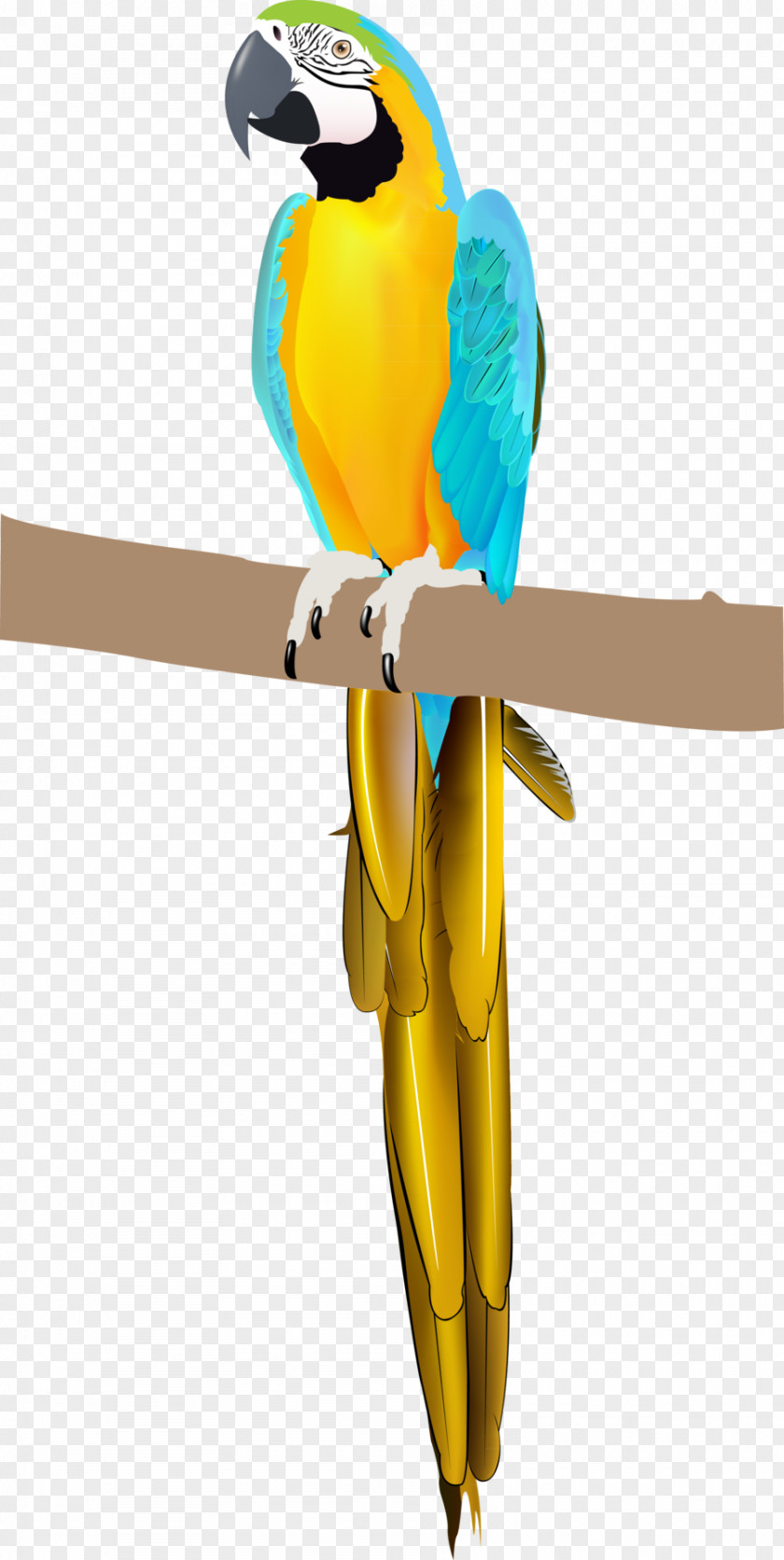 Macaw Parrot Bird Parakeet Vertebrate PNG
