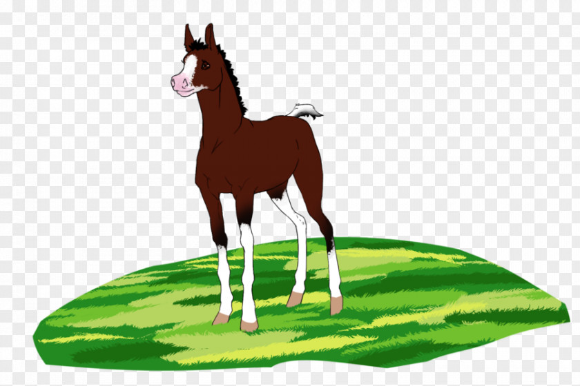 Mustang Foal Mare Stallion Colt PNG