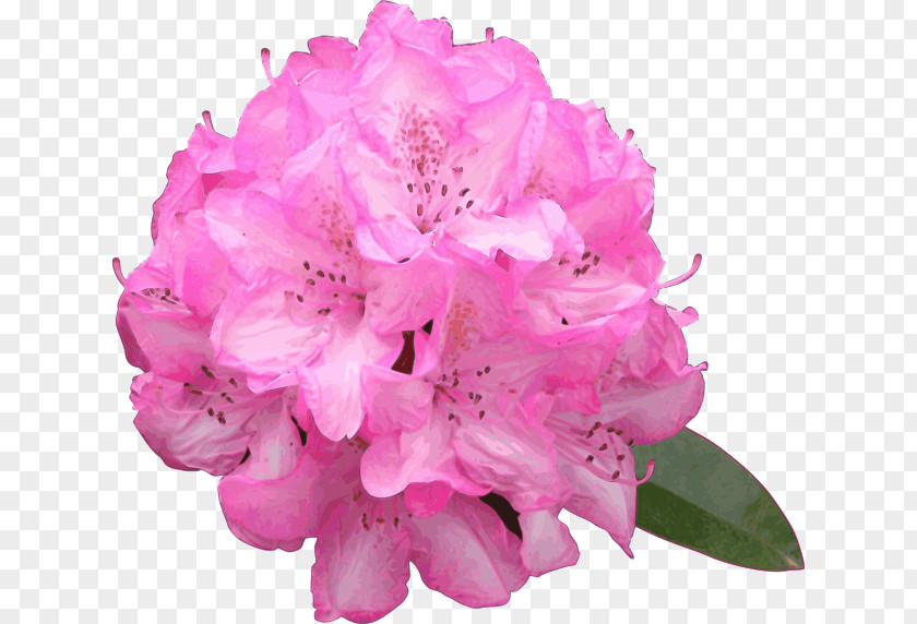 Rambo Rhododendron Macrophyllum Flower Azalea Clip Art PNG