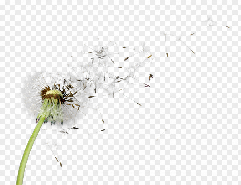 Dandelions Stock Photography Royalty-free Psychologies PNG