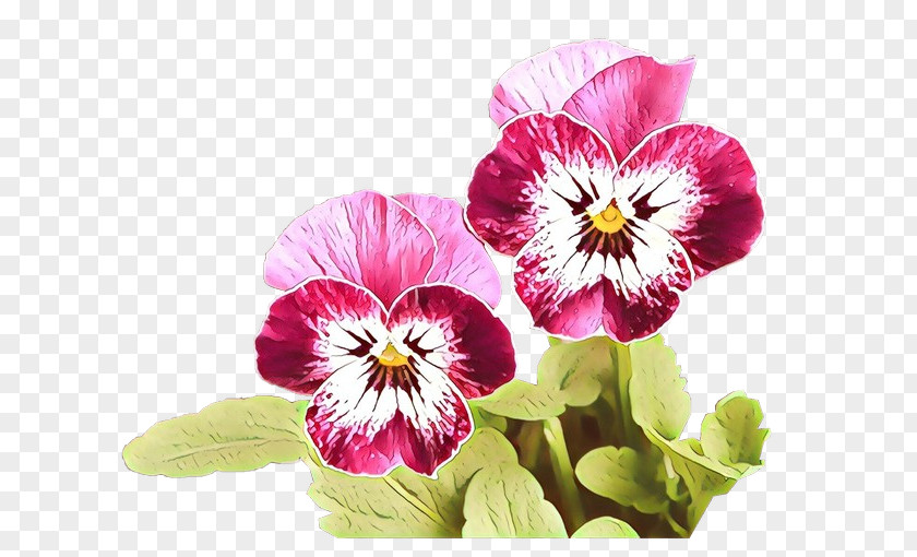 Flower Petal Pansy Plant Violet PNG
