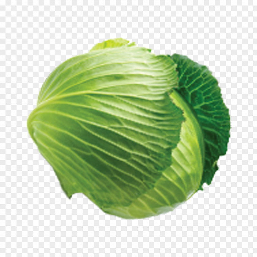 Green Cabbage Savoy Cauliflower Leaf Vegetable PNG