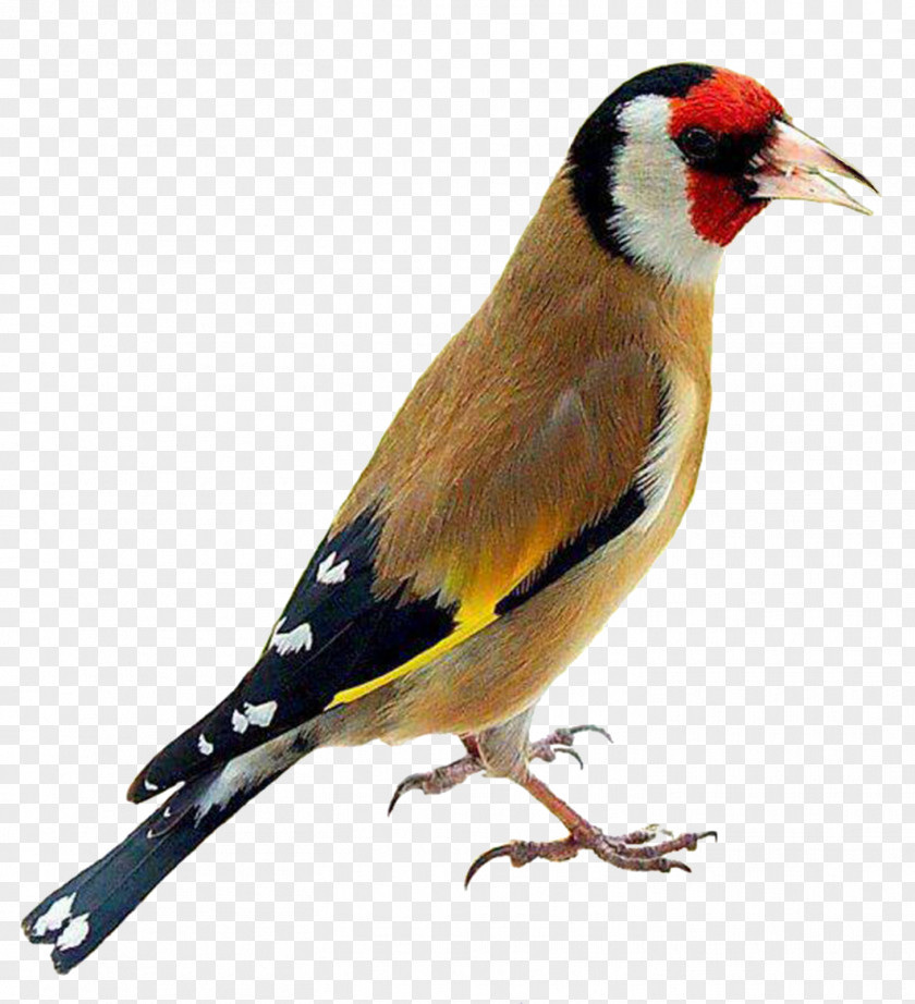 Kiwi Bird Lovebird Domestic Canary European Goldfinch Parrot PNG