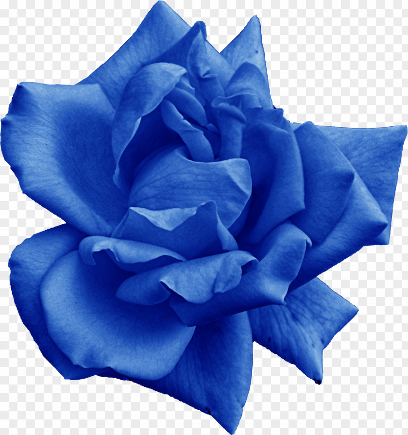 Rose Blue Garden Roses Flower PNG