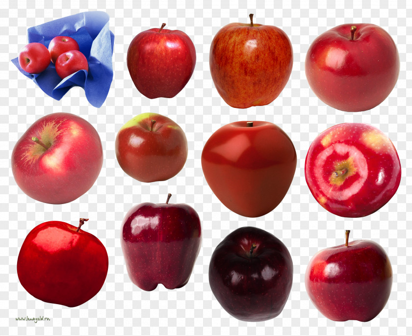 Apple Fruit Art PNG