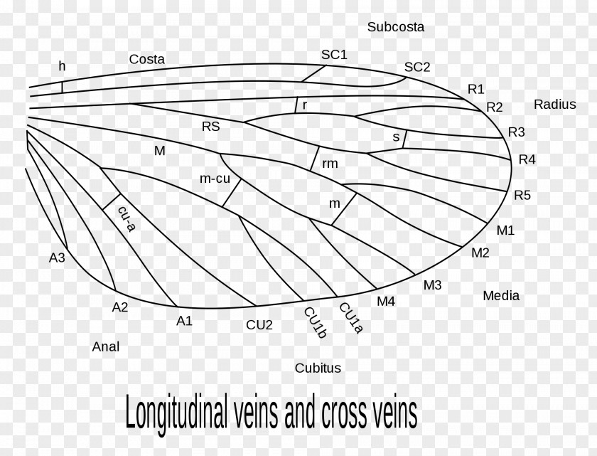 Beetle Insect Wing Comstock–Needham System Directions For Collecting And Preserving Insects PNG